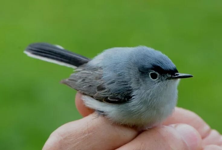 Птички с маленьким клювом фото Blue-gray Gnatcatcher - Ohio Birds and Biodiversity Blue gray gnatcatcher, Ohio 