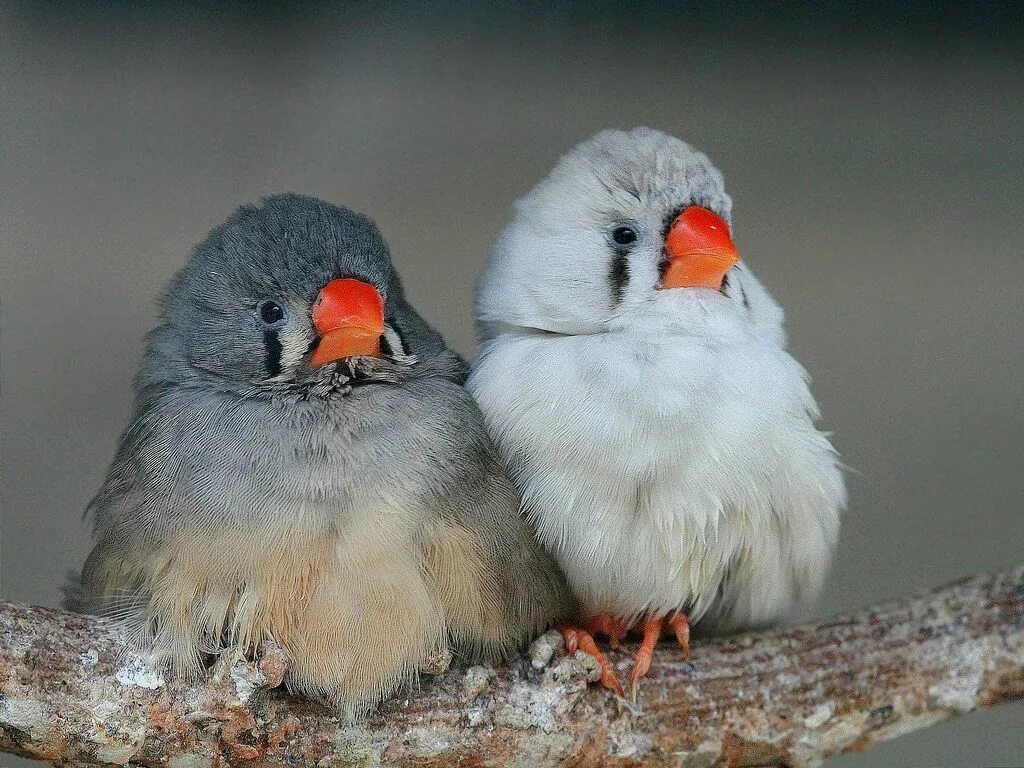 Птички с маленьким клювом фото Mandarins amoureux Pretty birds, Little birds, Pet birds