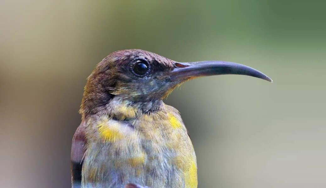 Птички с маленьким клювом фото Small Bird With Long Beak