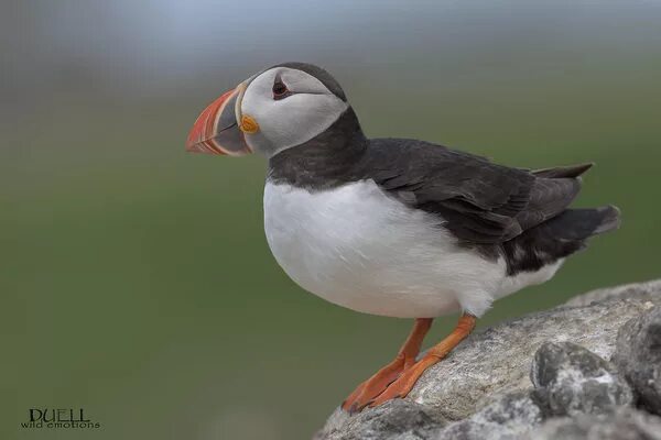 Птички с маленьким клювом фото Fratercula arctica (Atlantic Puffin) JuzaPhoto