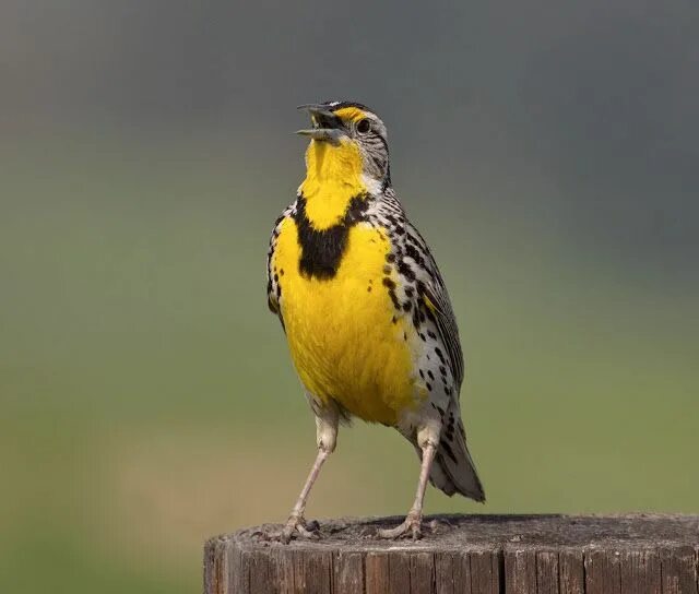 Птички с желтыми клювами фото Модный цвет сезона весна-лето: Meadowlark (Жаворонок) Animals, Design, Bird