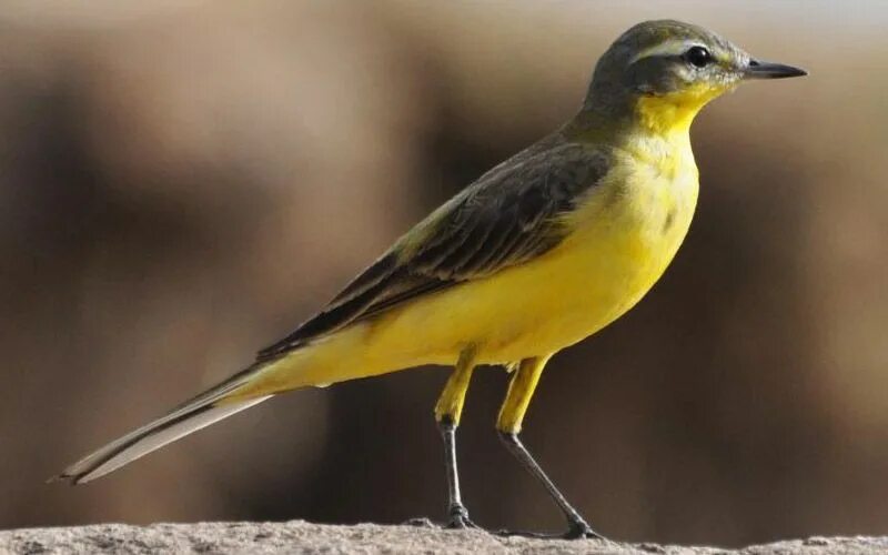 Птички с желтыми клювами фото Western Yellow Wagtail Yellow wagtail, Wagtail, Animals