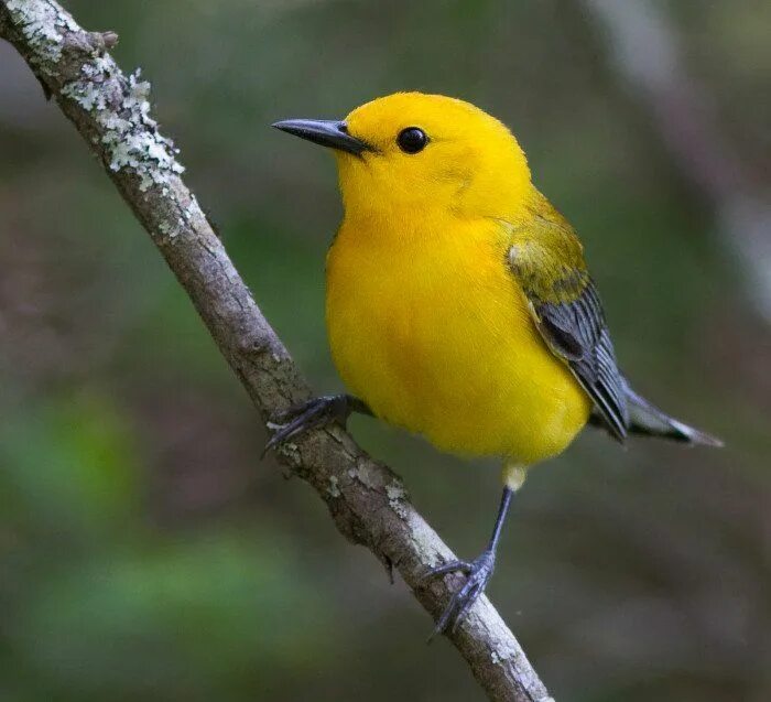 Птички с желтыми клювами фото Pin auf Birds of America