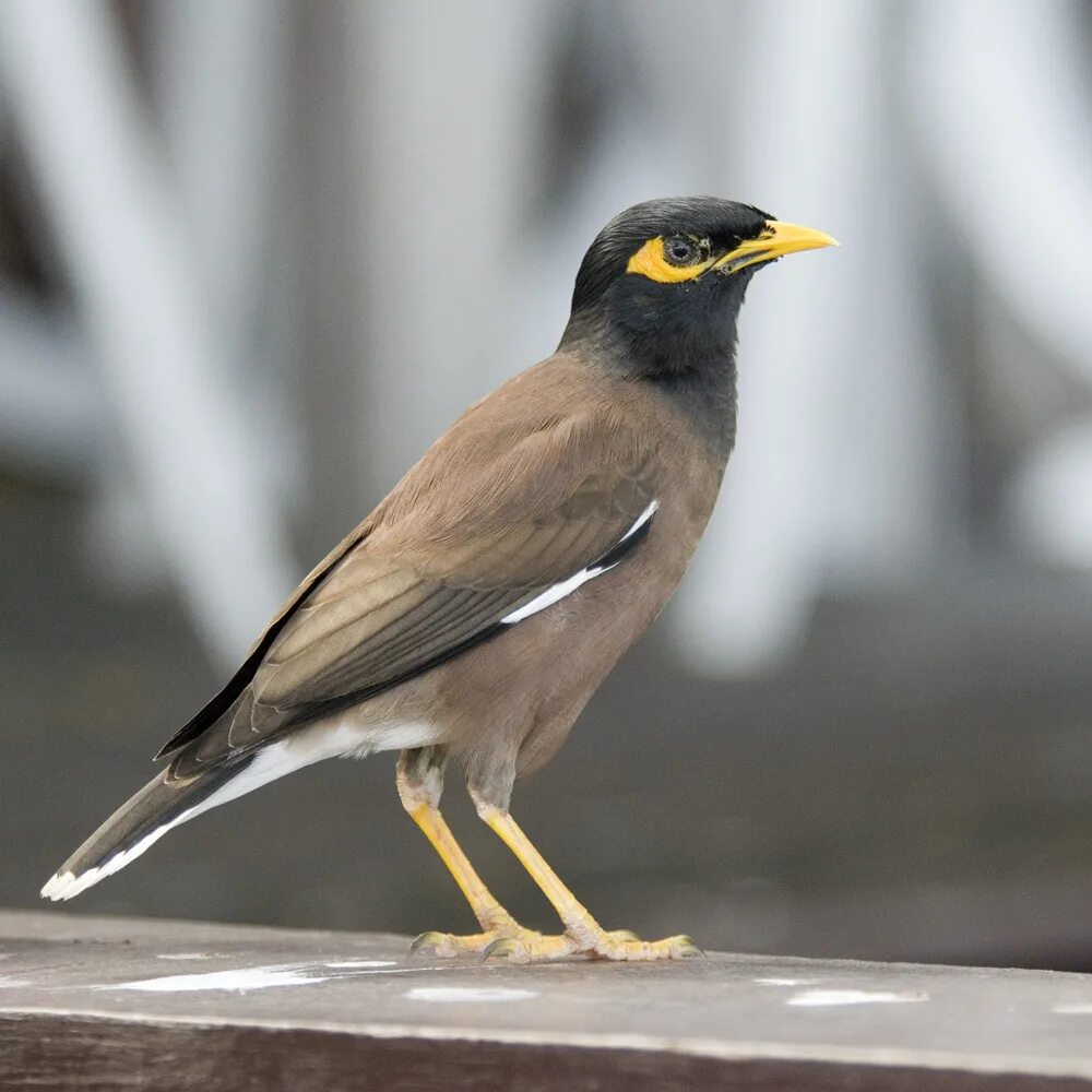 Птички с желтыми клювами фото Common Myna (BIRDS OF THE CLARENCE VALLEY: ANGOURIE, NSW, AUSTRALIA.) - iNatural