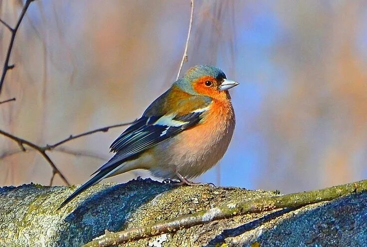 Птички средней полосы фото Beautiful birds, Birds, Little birds