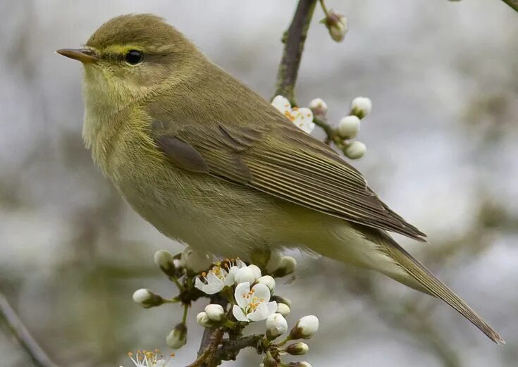 Птички средней полосы фото Willow Warbler, Phylloscopus trochilus Willow warbler, Animal of scotland, Beaut