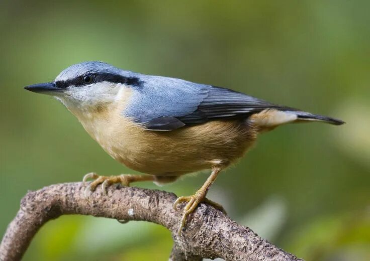 Птички средней полосы фото с названиями #nuthatch One of my favourite birds! Passaro