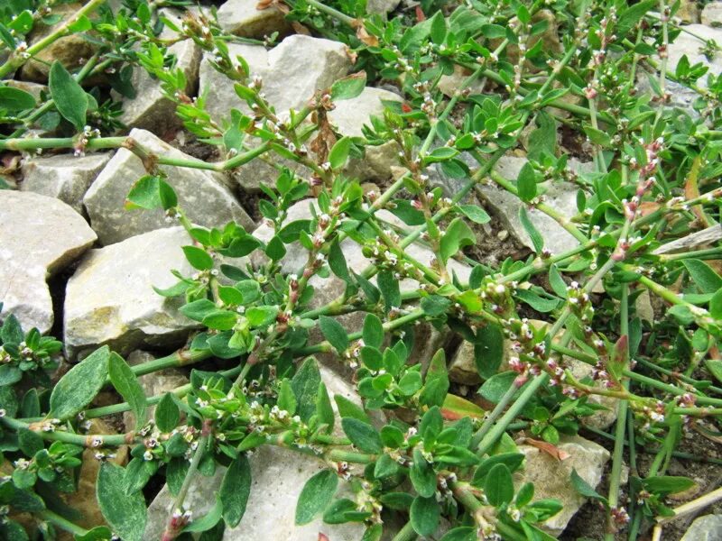 Птичья гречишка фото окружающий 2 класс Polygonum arenastrum - Image of an specimen - Plantarium