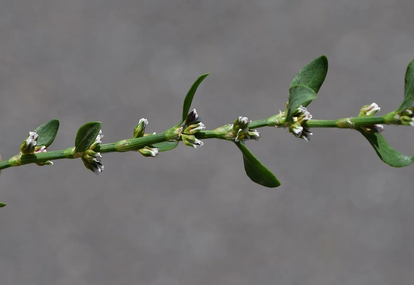 Птичья гречишка фото окружающий 2 класс Polygonum aviculare - Image of an specimen - Plantarium