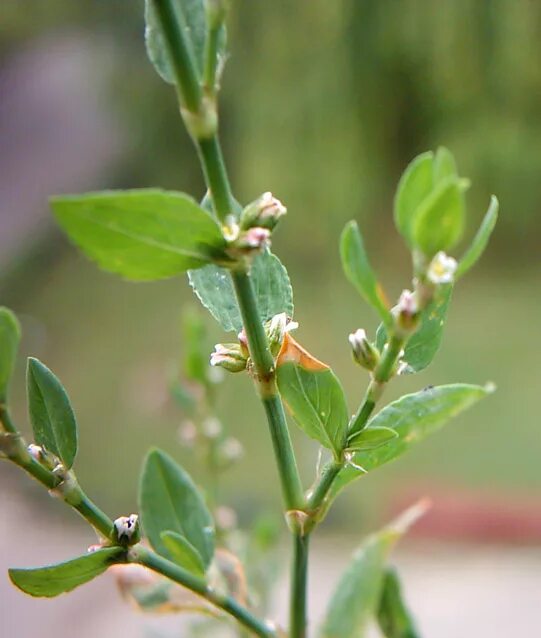 Птичья гречишка фото окружающий 2 класс Polygonum aviculare - Изображение особи - Плантариум