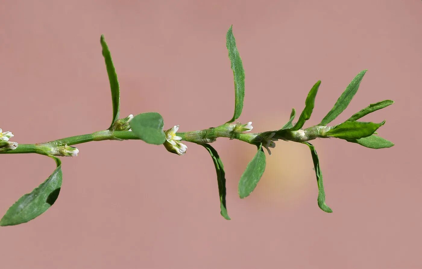 Птичья гречишка фото окружающий 2 класс Polygonum aviculare - Изображение особи - Плантариум