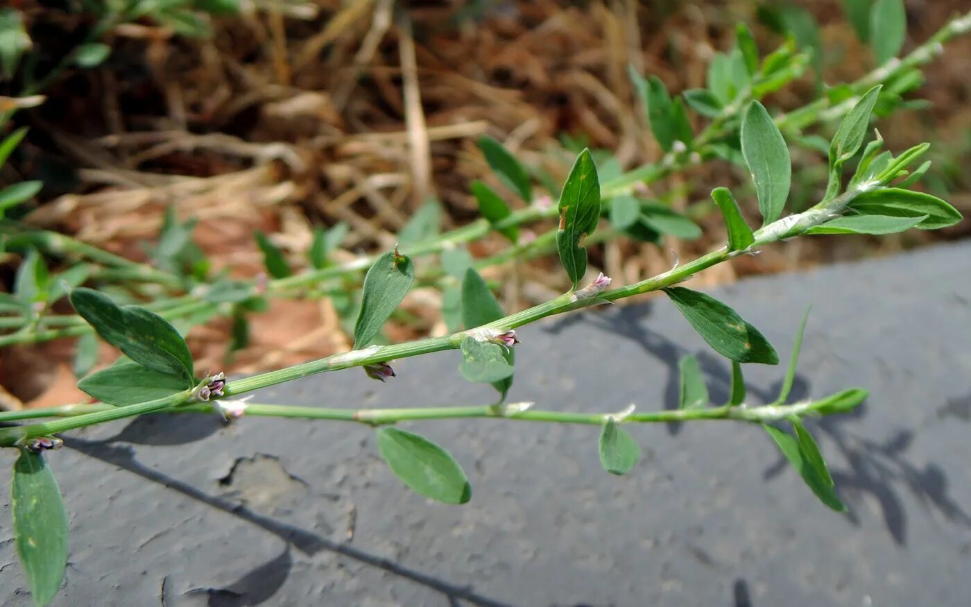 Птичья гречишка фото окружающий мир 2 Polygonum aviculare - Image of an specimen - Plantarium