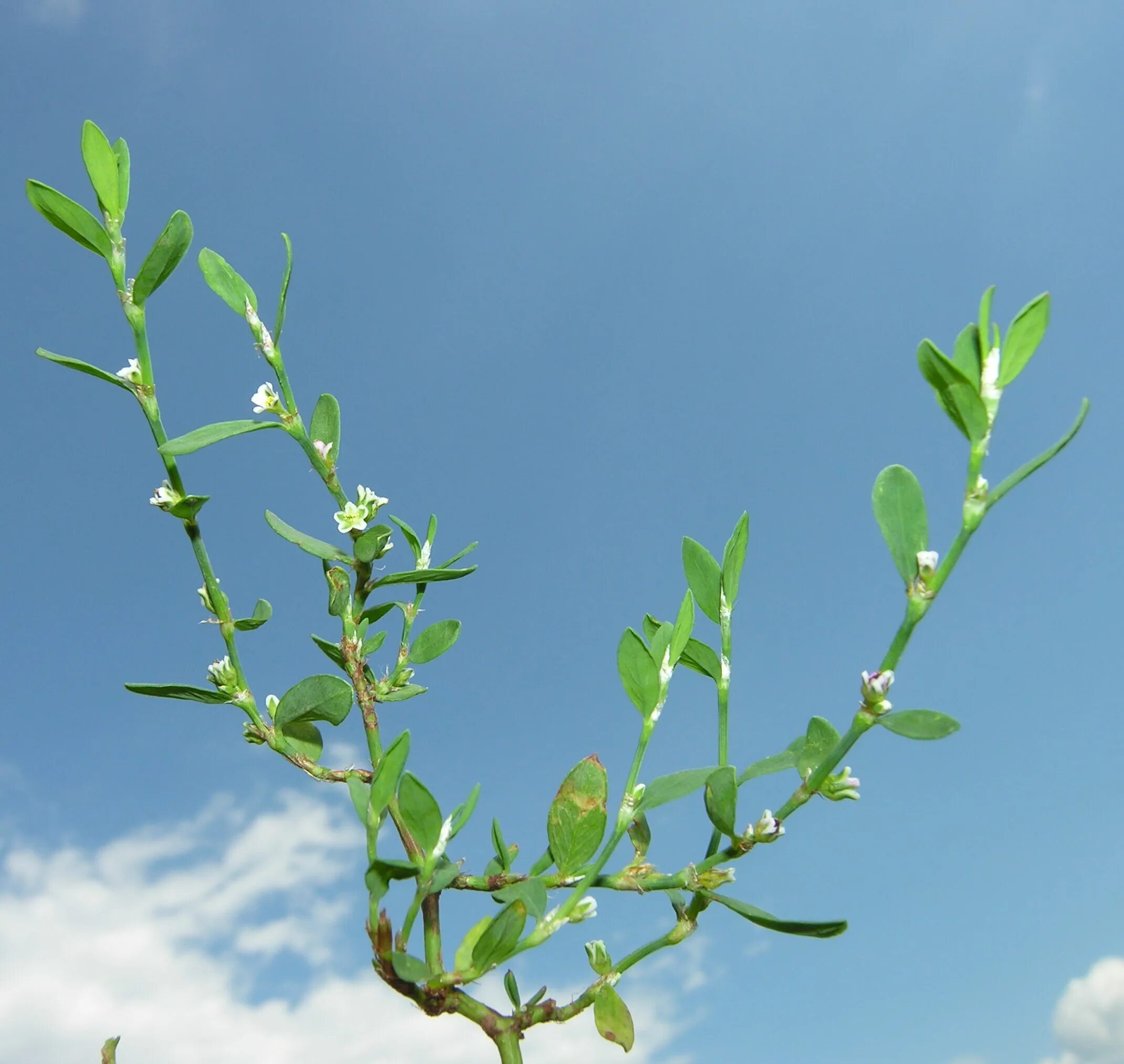 Птичья гречишка фото окружающий мир Polygonum aviculare L. subsp. aviculare - Sistema informativo sulla flora del pa