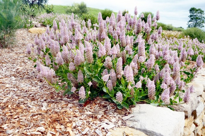 Птилотус джой посадка и уход фото Птилотус возвышенный Plants, Australian native plants, Australian plants