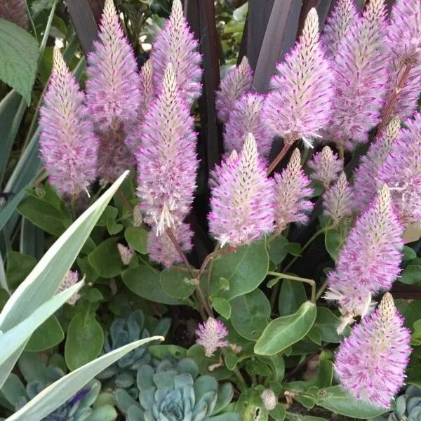 Птилотус джой посадка и уход фото Colorful Bonsai Garden with Ptilotus and Passiflora caerulea