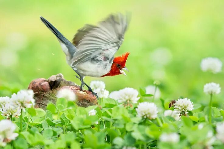 Птиц фото растения ～ Red-Crested Cardinal 紅 冠 臘 嘴 雀 ～ Red birds, Birds, Nature