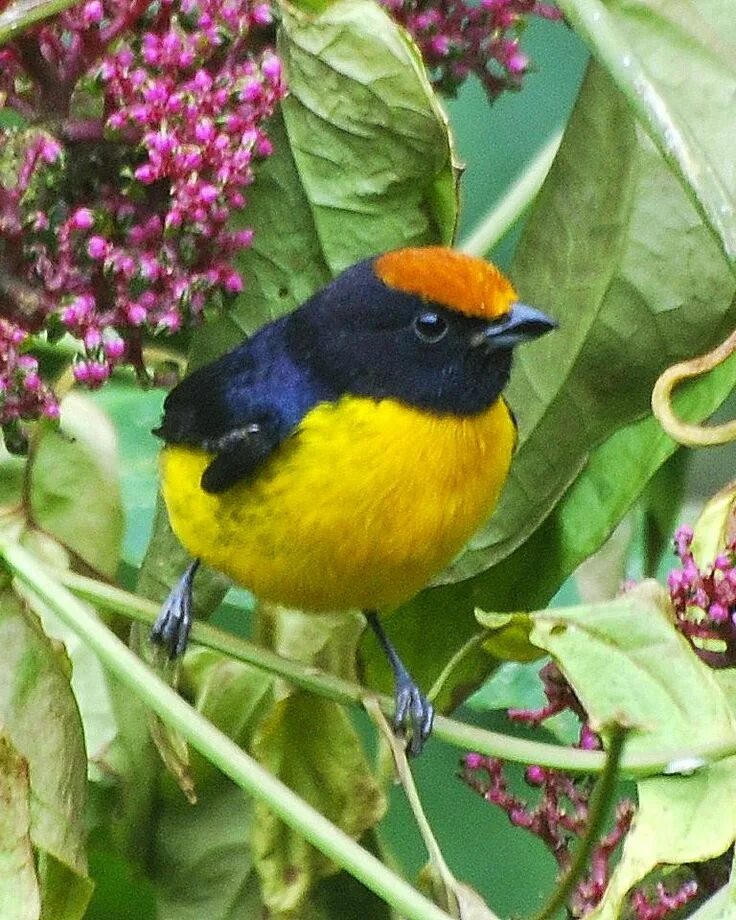 Птиц фото растения チ ャ ボ ウ シ ス ミ レ フ ウ キ ン チ ョ ウ Tawny-capped Euphonia (Euphonia anneae) Aves, Paja