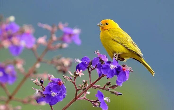 Птиц фото растения Saffron Finch, Sicalis flaveola Bird, Bird wallpaper, Yellow bird