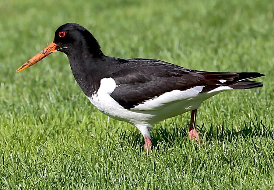 Птица 40 фото Кулик-сорока (Haematopus ostralegus) - Птичий дневник - LiveJournal