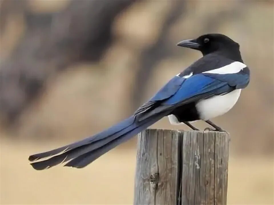 Птица 40 фото Magpie, Black and white birds, Bird