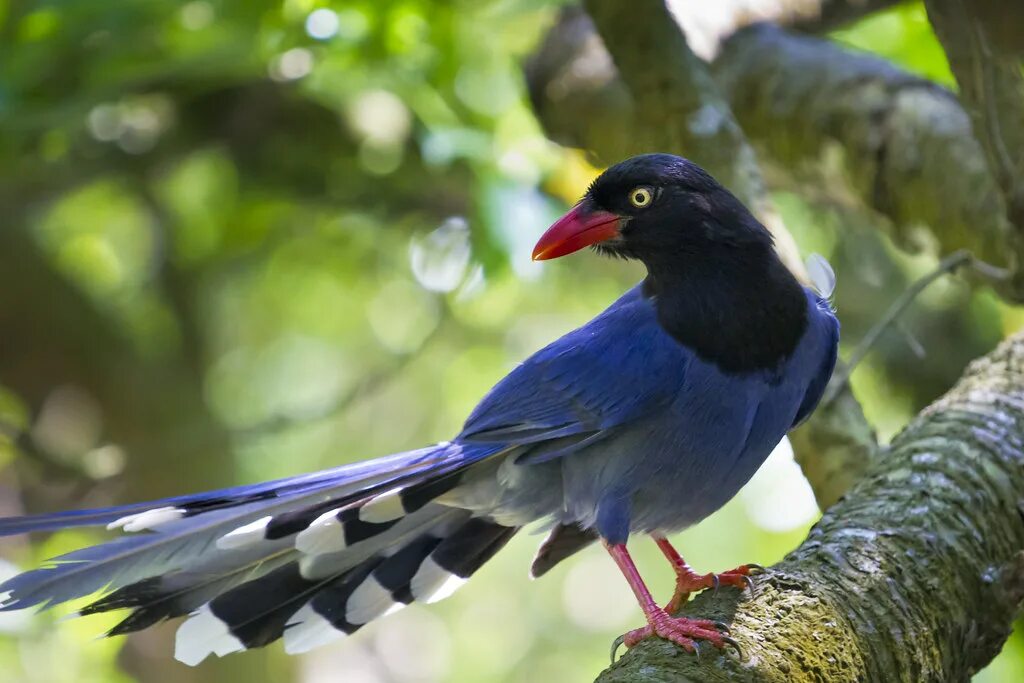 Птица 40 фото Formosan Blue Magpie 台 灣 藍 鵲(台 灣 特 有 種) This beautiful bird is a . Flickr