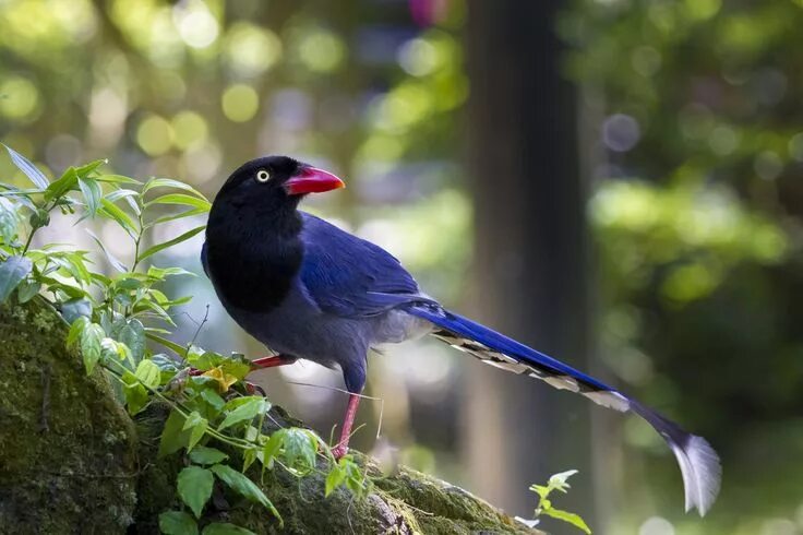 Птица 40 фото ヤ マ ム ス メ (山 娘) Formosan Blue Magpie, Taiwan Magpie (Urocissa caerulea) 鳥, カ ッ コ