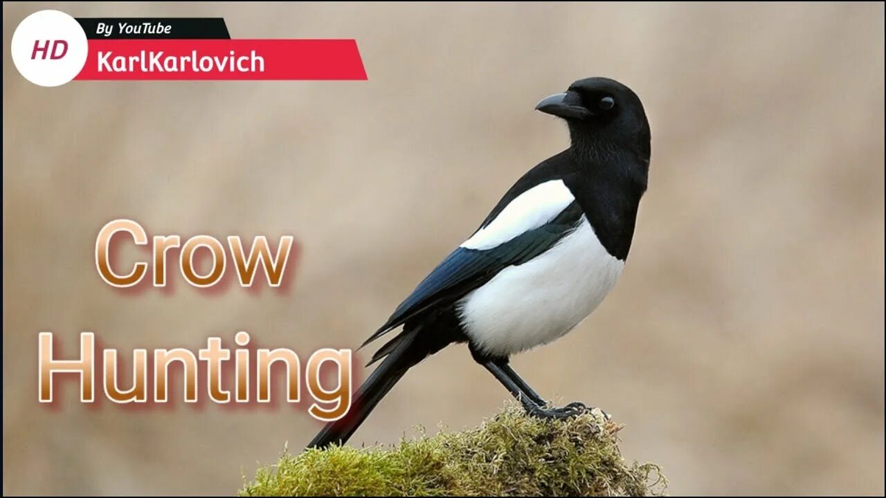 Птица 40 фото Кроухантинг - Рейд По Сорокам Pest Control - Hunting For A Magpie - YouTube