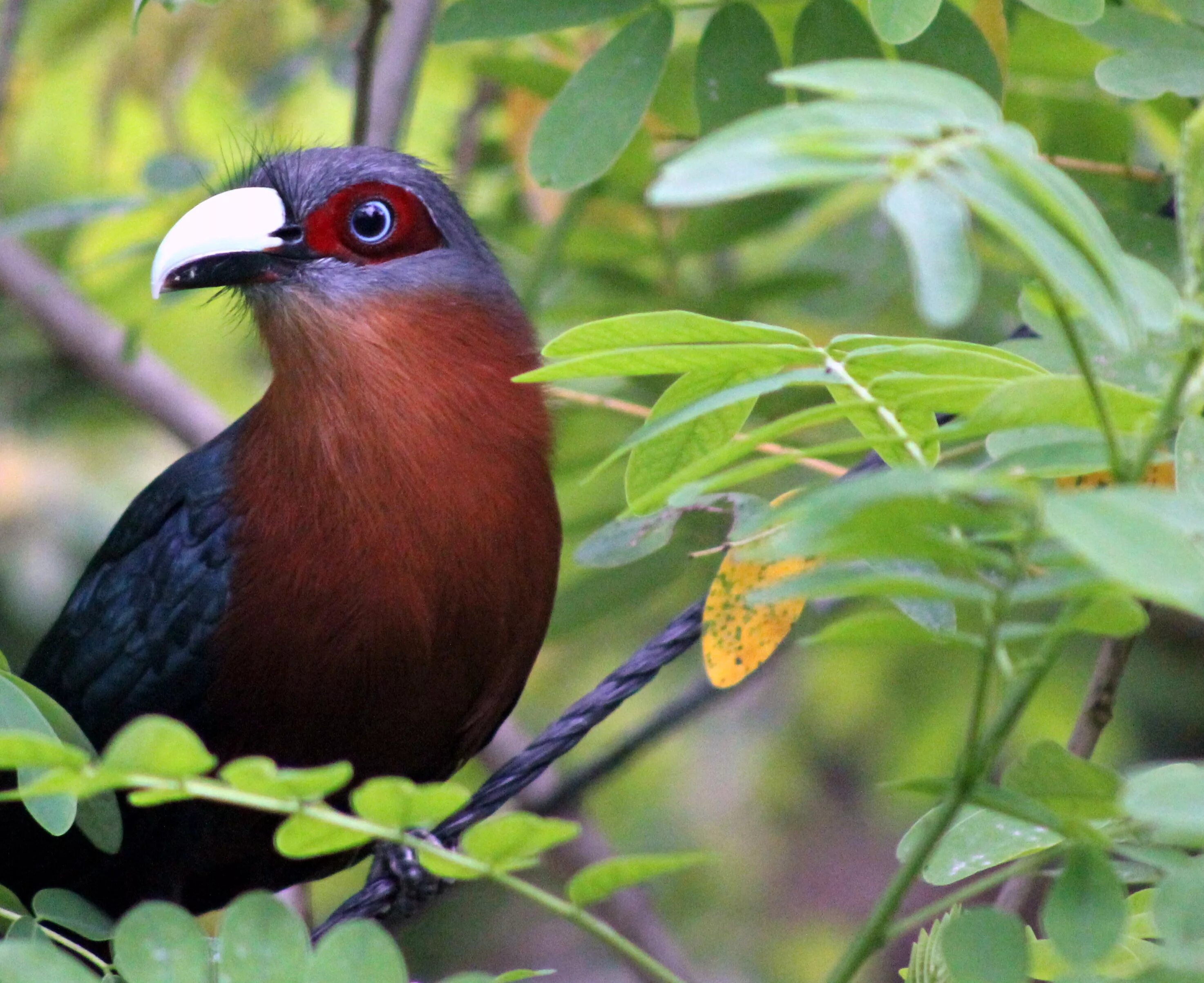 Птица 40 фото Файл:CHESTNUT-BREASTED MALKOHA (7237366016).jpg - Википедия