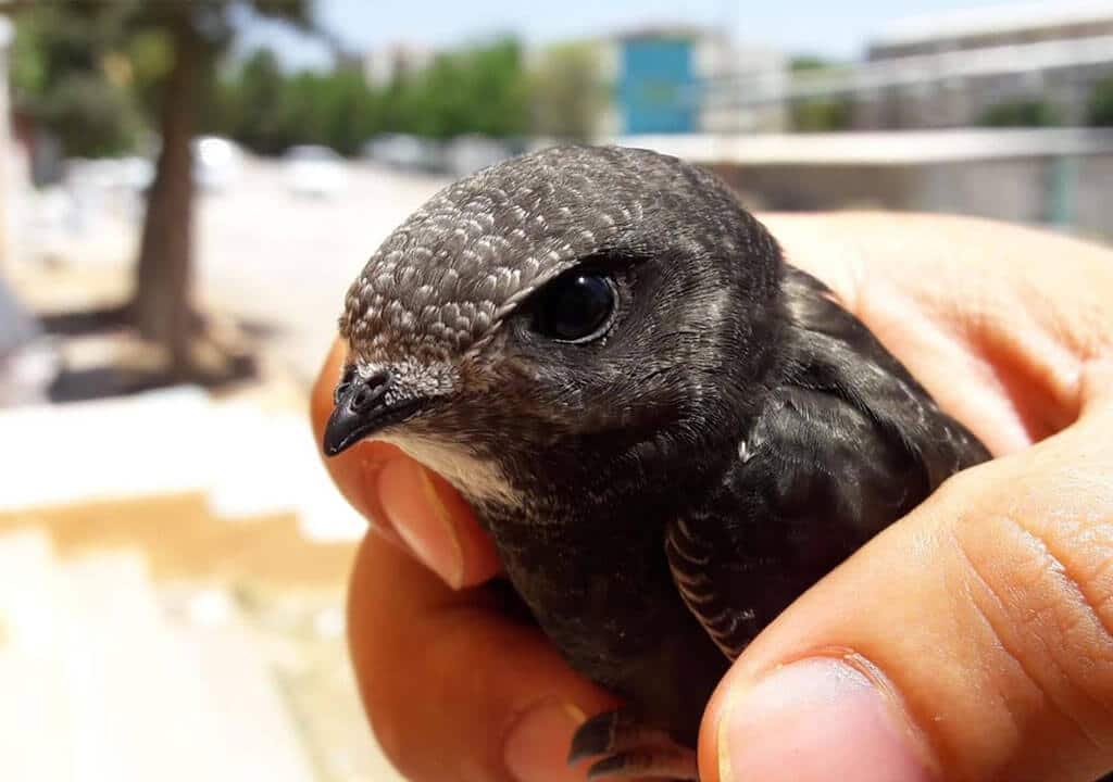 Птица абабиль фото Bird of Swift - Bird of Swift Meaning - The Story of Bird of Swift