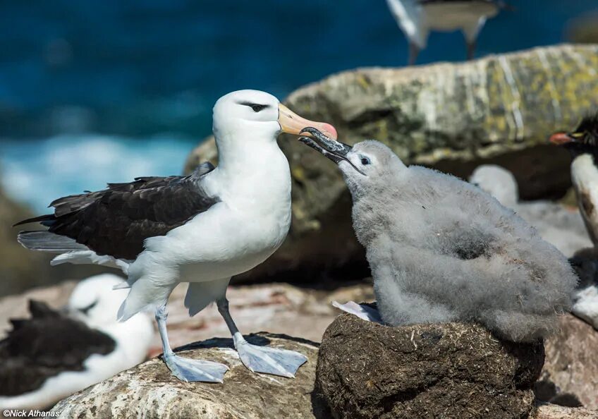 Птица альбатрос фото и описание Birds of The World: Albatross (Diomedeidae)