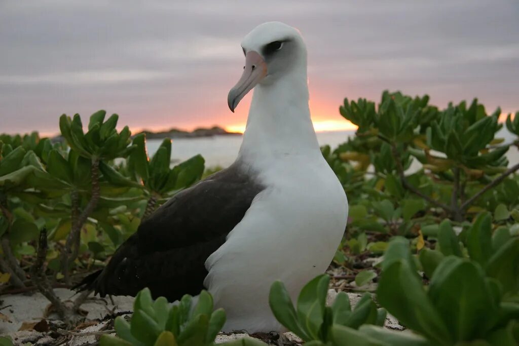 Птица альбатрос фото и описание Laysan albatross and Midway sunset Midway Atoll National W. Flickr