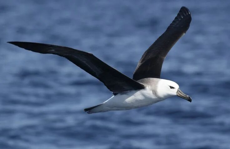 Птица альбатрос фото и описание Black Browed Albatross. "Albert Ross" is in "The Old Ways" 2.6 "Water-North" pag