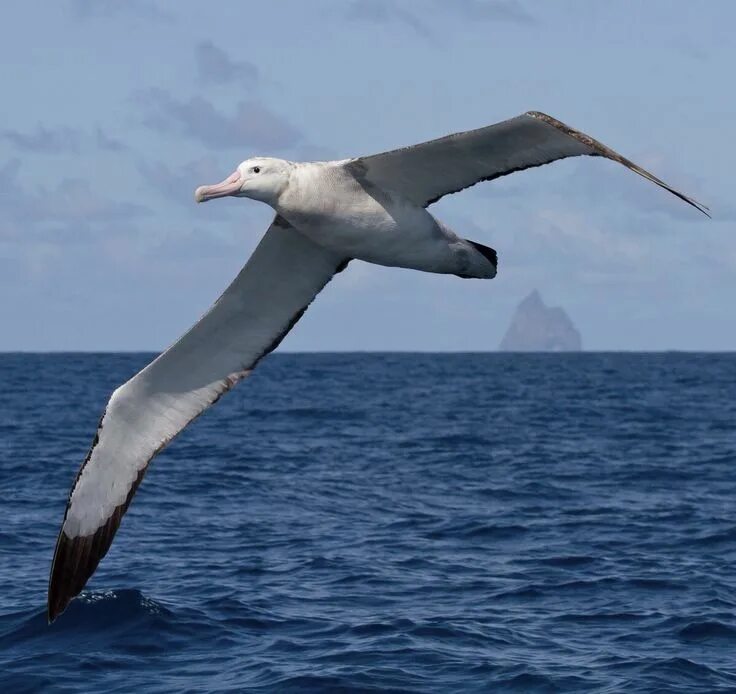 Птица альбатрос фото и описание Wandering Albatross Birds in the sky, Sea birds, Bird