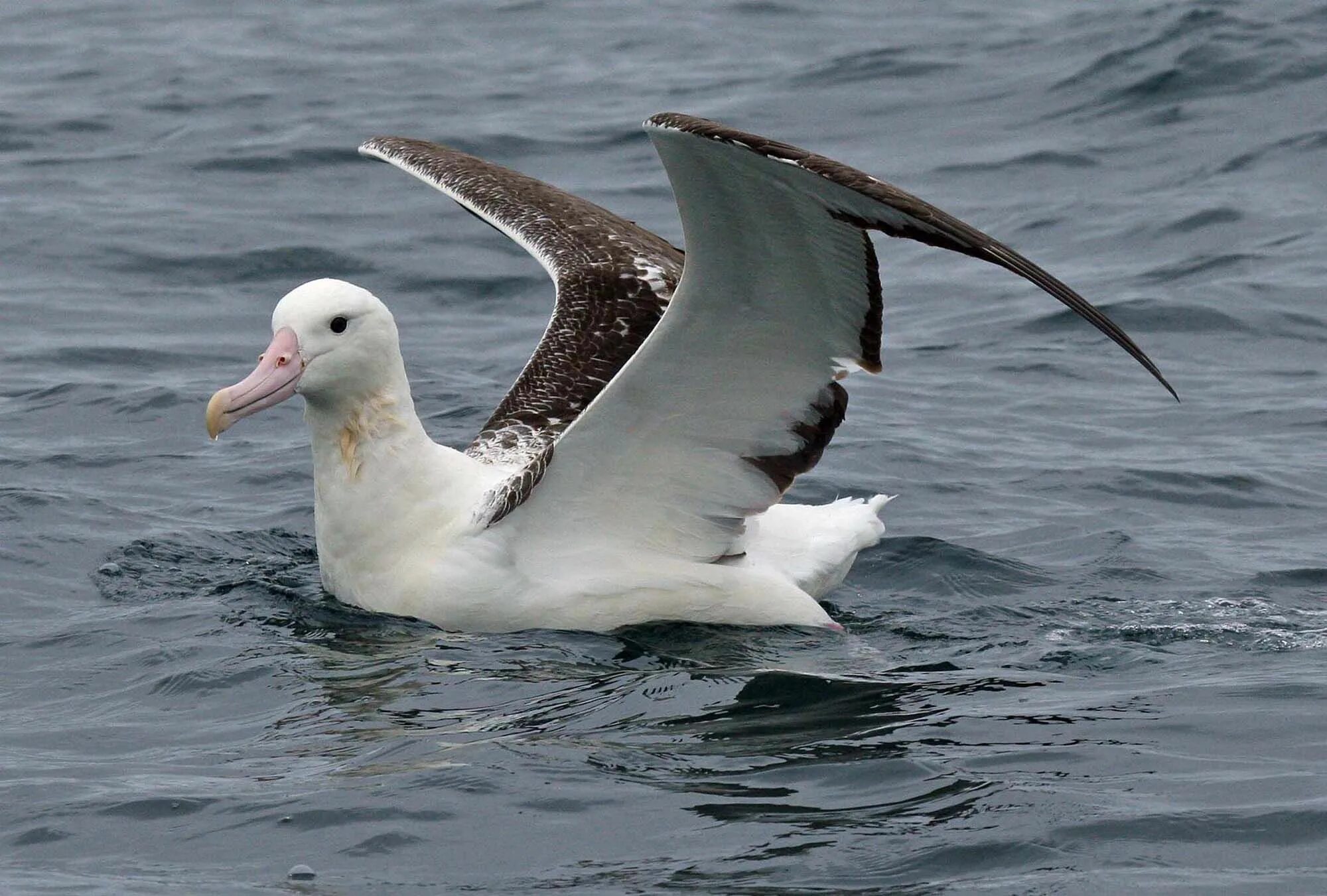 Птица альбатрос фото и описание Southern royal albatross New Zealand Birds Online Aves marinhas, Animais, Albatr