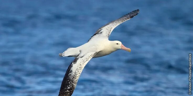 Птица альбатрос фото и описание The Wandering Albatross: A Marvel of Energy Efficiency