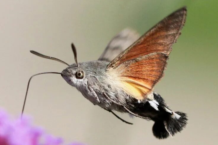 Птица бабочка фото kolibrievlinder Hawk moth, Moth, Hummingbird moth