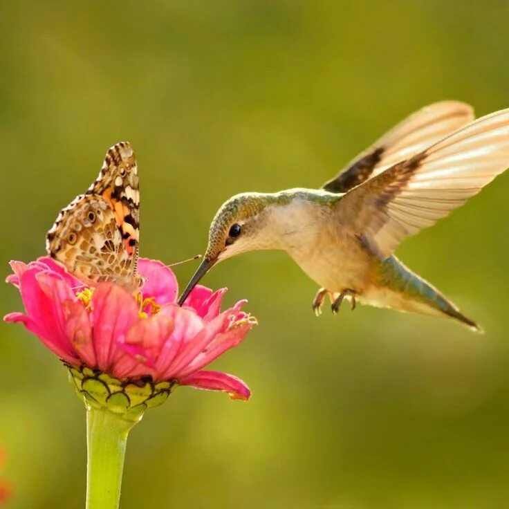 Птица бабочка фото Where Do Hummingbirds Migrate in Winter? Hummingbird photos, Hummingbird picture