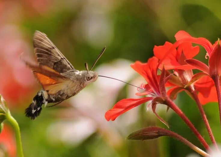 Птица бабочка фото Колибри мира насекомых Polilla halcón, Polilla, Colibri