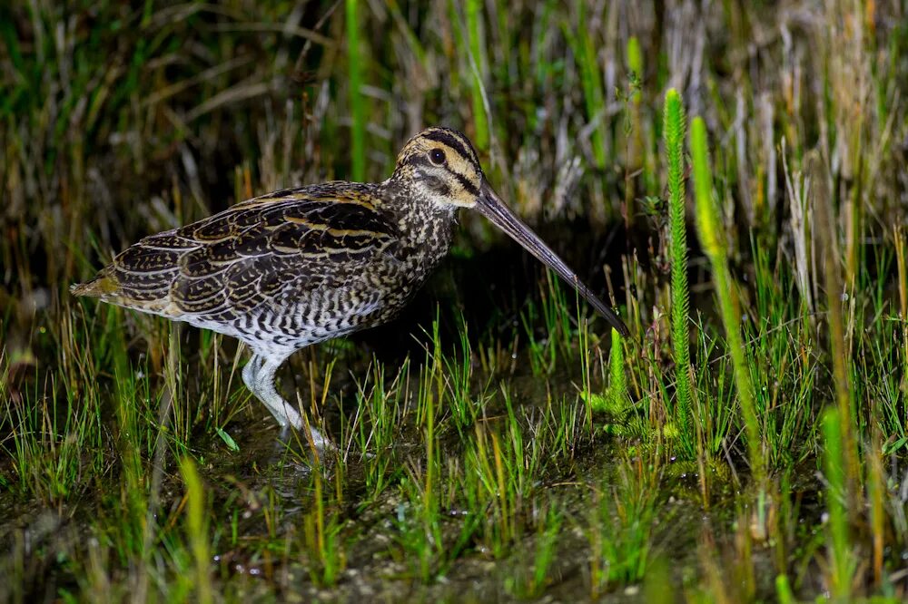 Птица бекас фото где обитает File:Giant Snipe, Gallinago undulata.jpg - Wikipedia