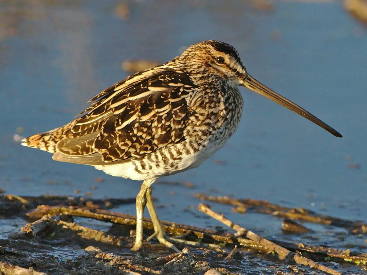 Птица бекас фото и описание African Snipe (Gallinago nigripennis) by Derek_Keats Waterfowl art, Beautiful bi