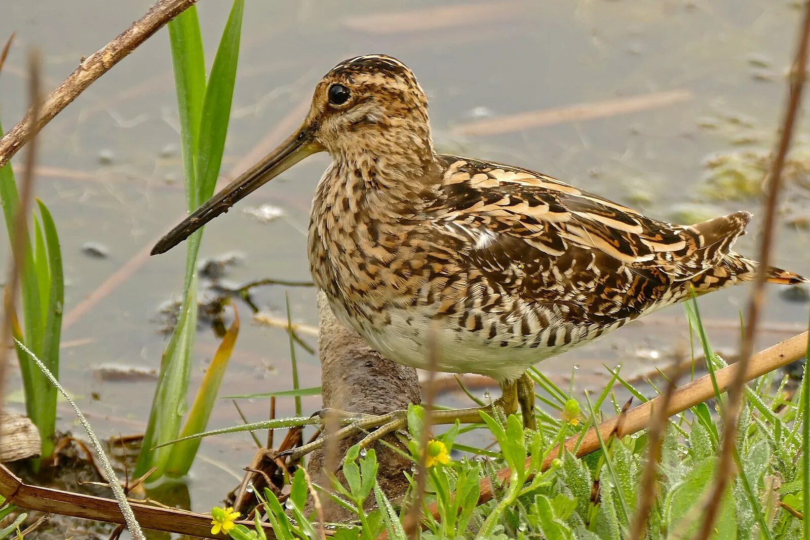 Птица бекас фото и описание где обитает Файл:Common Snipe (Gallinago gallinago) (26144727151).jpg - Википедия