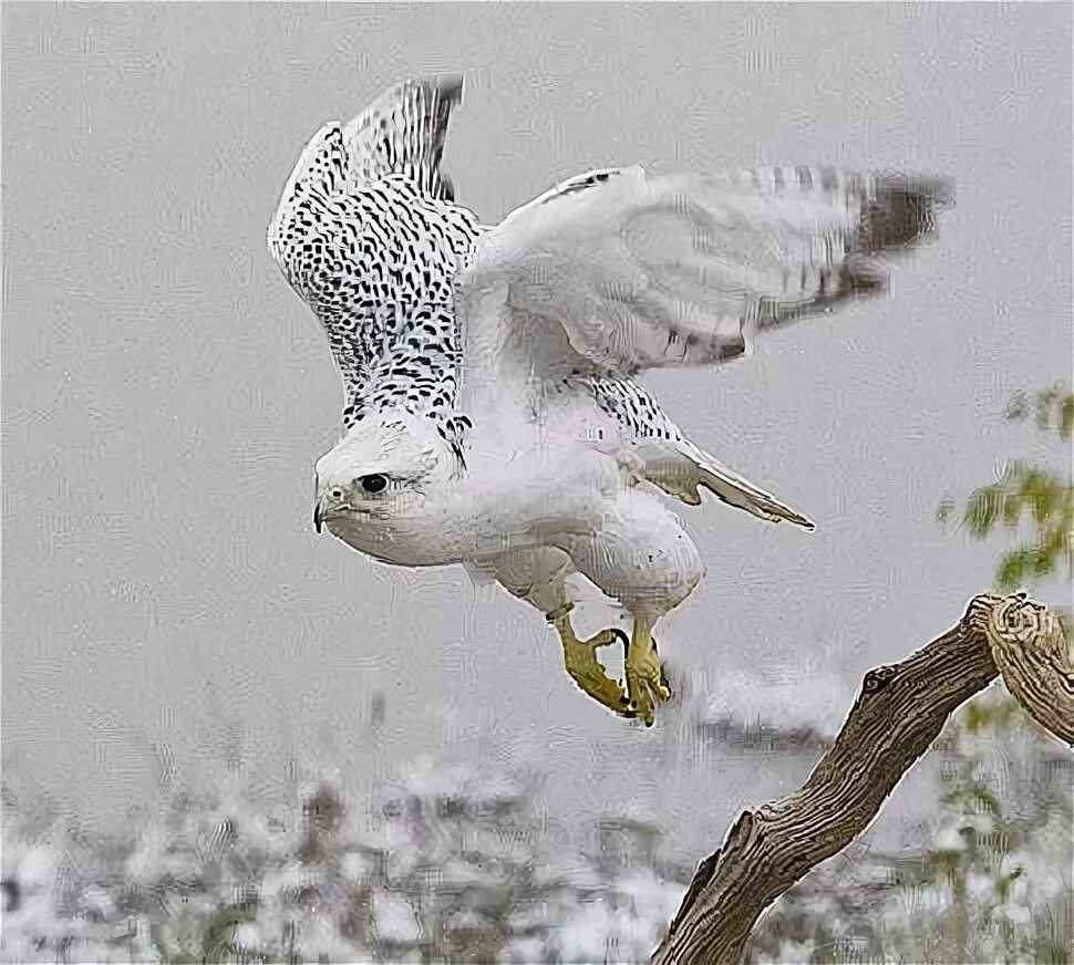 Птица белый кречет фото Белый сокол - Кречет Камчатка Россия Spirit animal photography, Nature birds, An