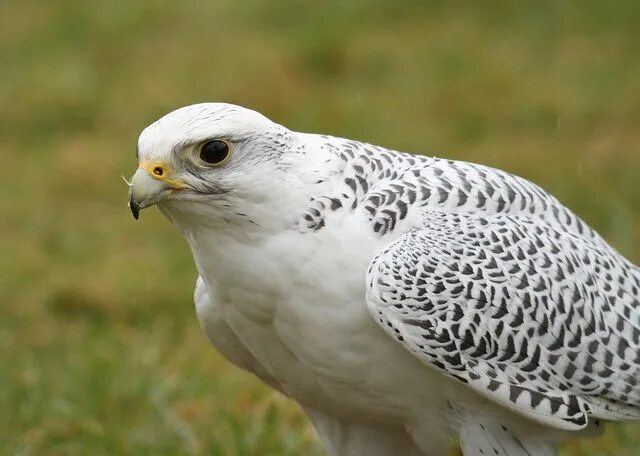 Птица белый кречет фото Gyrfalcon Falco rusticolus Birds of prey, Birds, Raptor bird of prey