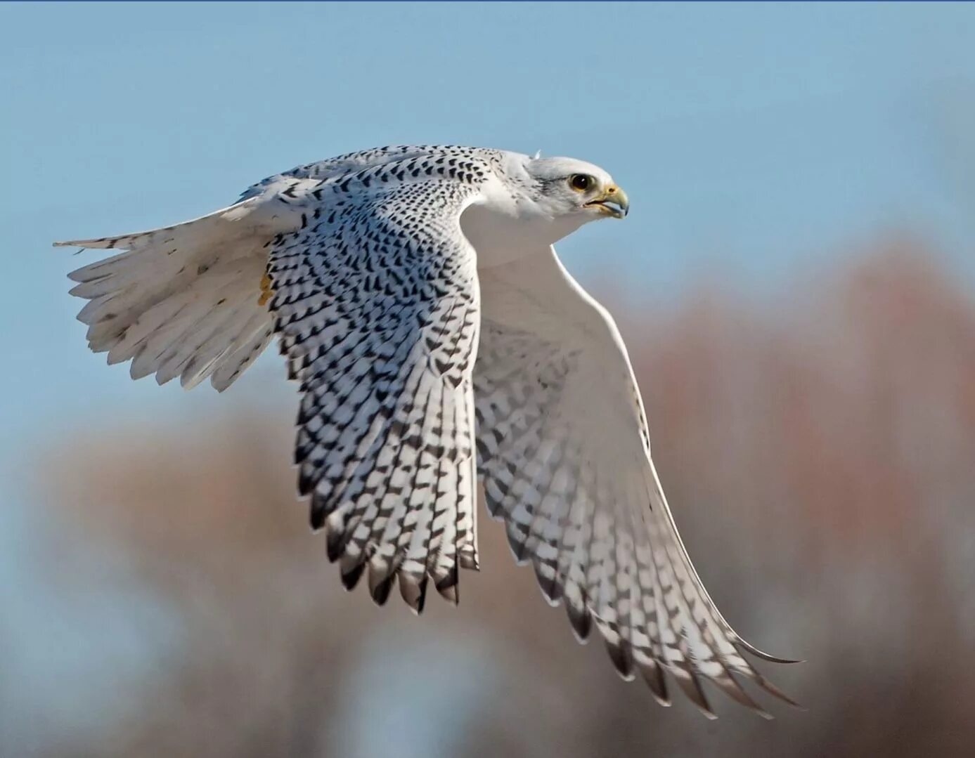 Птица белый кречет фото Stunning White Gyrfalcon - The Arctic's Largest Falcon