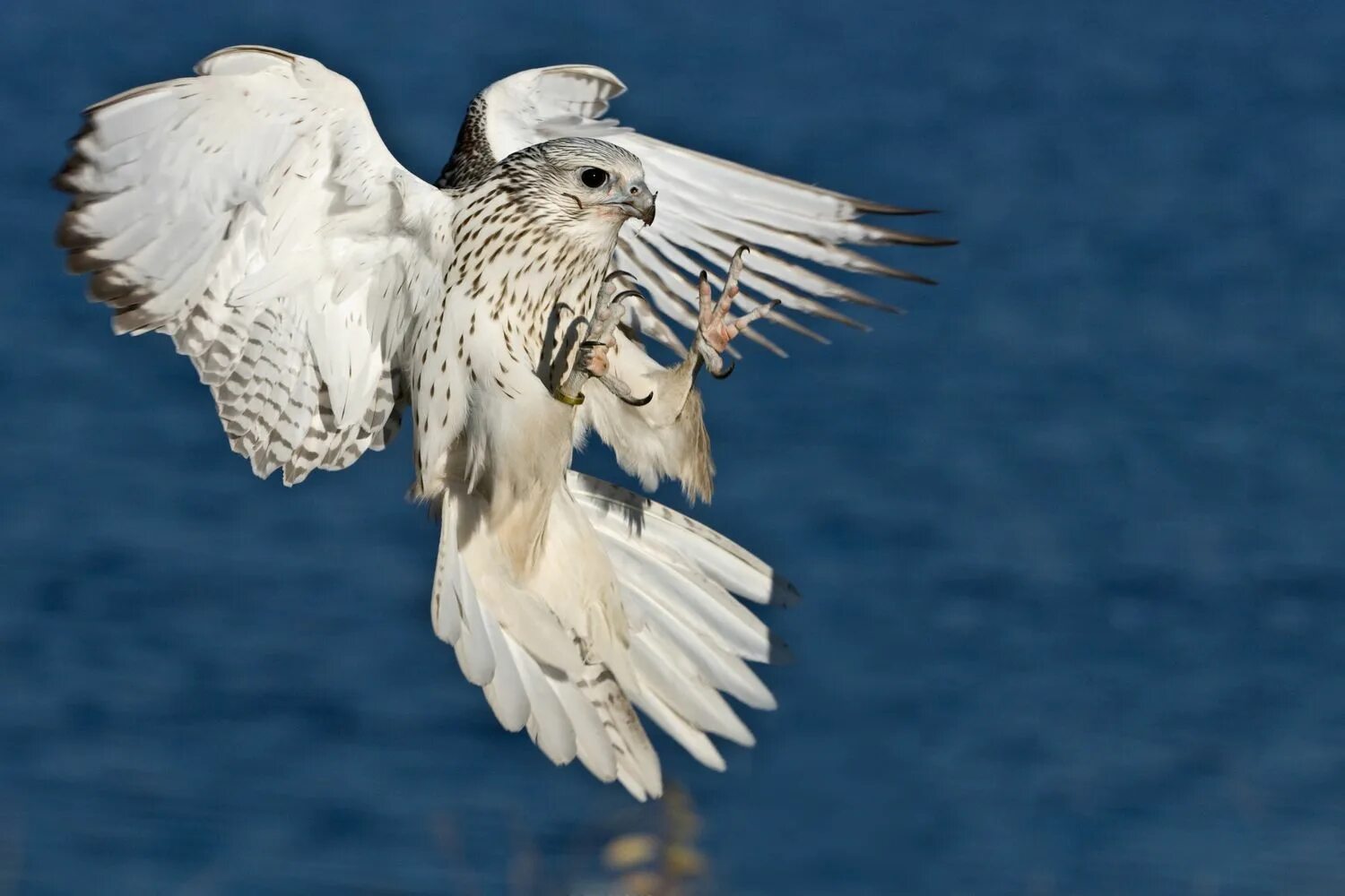 Птица белый кречет фото The Fastest Birds in the World