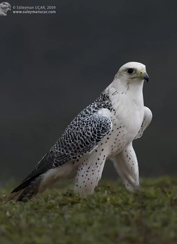 Птица белый кречет фото "Gyrfalcon (Falco rusticolus) : Gyrfalcons have been highly regarded by falconer