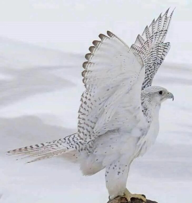 Птица белый кречет фото Snow Hawk Beautiful Birds, Pet Birds, Birds of Prey