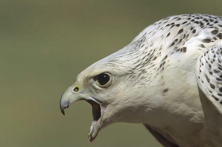 Птица белый кречет фото Gyrfalcon Animali, Rapaci, Uccelli