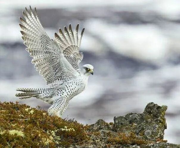 Птица белый кречет фото Gyrfalcon - Wildlife Facts wildlife-facts.weebly.com The Gyrfalcon ( Falco rusti