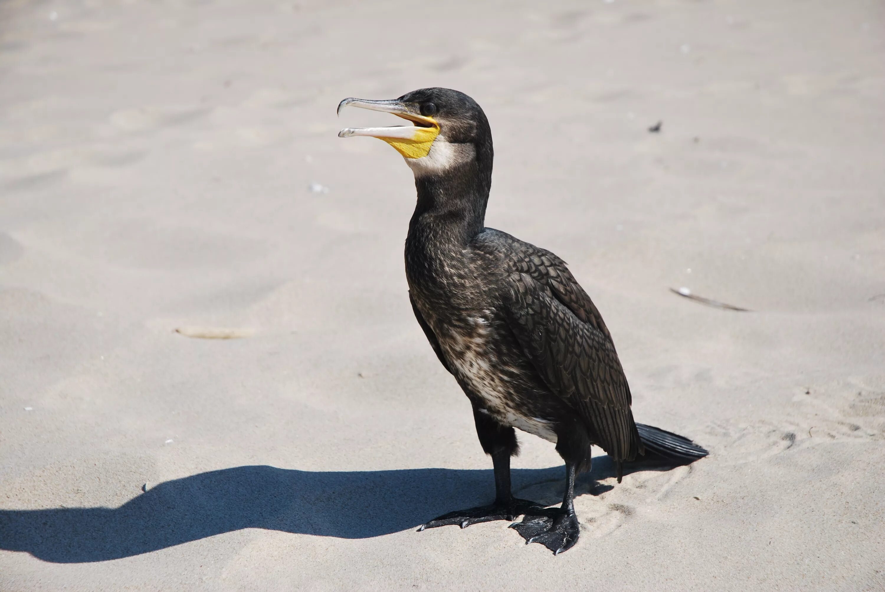 Птица боклан фото Free Images : nature, bird, wildlife, beak, fauna, vertebrate, cormorant 3872x25